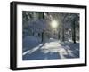 California, Cleveland NF, the Sunbeams Through Snow Covered Pine Trees-Christopher Talbot Frank-Framed Photographic Print