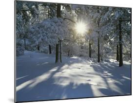 California, Cleveland NF, the Sunbeams Through Snow Covered Pine Trees-Christopher Talbot Frank-Mounted Photographic Print