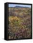 California, Cleveland Nf, Wildflower Meadow Landscape-Christopher Talbot Frank-Framed Stretched Canvas