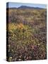 California, Cleveland Nf, Wildflower Meadow Landscape-Christopher Talbot Frank-Stretched Canvas
