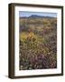 California, Cleveland Nf, Wildflower Meadow Landscape-Christopher Talbot Frank-Framed Photographic Print