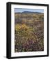 California, Cleveland Nf, Wildflower Meadow Landscape-Christopher Talbot Frank-Framed Photographic Print