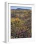 California, Cleveland Nf, Wildflower Meadow Landscape-Christopher Talbot Frank-Framed Photographic Print