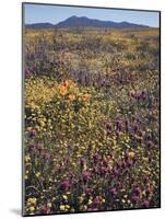 California, Cleveland Nf, Wildflower Meadow Landscape-Christopher Talbot Frank-Mounted Photographic Print