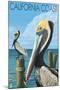 California Coast - Pelicans-Lantern Press-Mounted Art Print