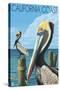 California Coast - Pelicans-Lantern Press-Stretched Canvas