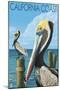 California Coast - Pelicans-Lantern Press-Mounted Art Print