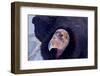 California Condor adult - Utah America-David Hosking-Framed Photographic Print