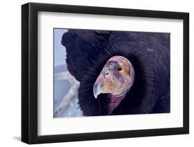 California Condor adult - Utah America-David Hosking-Framed Photographic Print