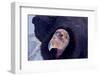 California Condor adult - Utah America-David Hosking-Framed Photographic Print