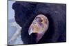 California Condor adult - Utah America-David Hosking-Mounted Photographic Print