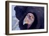 California Condor adult - Utah America-David Hosking-Framed Photographic Print