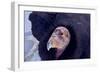 California Condor adult - Utah America-David Hosking-Framed Photographic Print