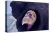 California Condor adult - Utah America-David Hosking-Stretched Canvas