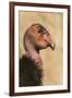 California Condor (Gymnogyps californianus) adult, close-up of head, Arizona, USA-David Tipling-Framed Photographic Print