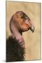 California Condor (Gymnogyps californianus) adult, close-up of head, Arizona, USA-David Tipling-Mounted Photographic Print