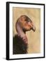 California Condor (Gymnogyps californianus) adult, close-up of head, Arizona, USA-David Tipling-Framed Photographic Print
