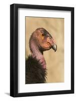 California Condor (Gymnogyps californianus) adult, close-up of head, Arizona, USA-David Tipling-Framed Photographic Print