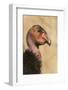 California Condor (Gymnogyps californianus) adult, close-up of head, Arizona, USA-David Tipling-Framed Photographic Print