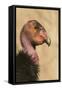 California Condor (Gymnogyps californianus) adult, close-up of head, Arizona, USA-David Tipling-Framed Stretched Canvas