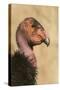 California Condor (Gymnogyps californianus) adult, close-up of head, Arizona, USA-David Tipling-Stretched Canvas