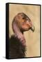 California Condor (Gymnogyps californianus) adult, close-up of head, Arizona, USA-David Tipling-Framed Stretched Canvas