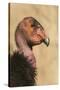 California Condor (Gymnogyps californianus) adult, close-up of head, Arizona, USA-David Tipling-Stretched Canvas