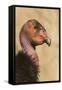 California Condor (Gymnogyps californianus) adult, close-up of head, Arizona, USA-David Tipling-Framed Stretched Canvas