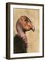 California Condor (Gymnogyps californianus) adult, close-up of head, Arizona, USA-David Tipling-Framed Photographic Print