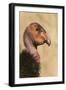 California Condor (Gymnogyps californianus) adult, close-up of head, Arizona, USA-David Tipling-Framed Photographic Print