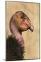 California Condor (Gymnogyps californianus) adult, close-up of head, Arizona, USA-David Tipling-Mounted Photographic Print