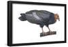 California Condor (Gymnogyps Californianus), Birds-Encyclopaedia Britannica-Framed Poster