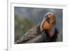 California condor (Gymnogyps californianus). in wild, Baja, Mexico.-Jeff Foott-Framed Photographic Print