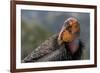 California condor (Gymnogyps californianus). in wild, Baja, Mexico.-Jeff Foott-Framed Photographic Print