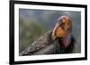 California condor (Gymnogyps californianus). in wild, Baja, Mexico.-Jeff Foott-Framed Photographic Print