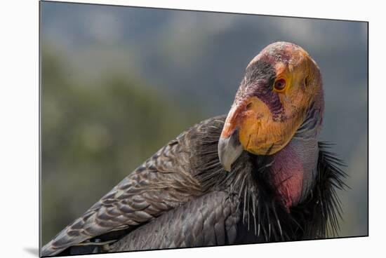 California condor (Gymnogyps californianus). in wild, Baja, Mexico.-Jeff Foott-Mounted Photographic Print