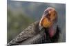 California condor (Gymnogyps californianus). in wild, Baja, Mexico.-Jeff Foott-Mounted Photographic Print