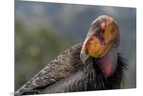 California condor (Gymnogyps californianus). in wild, Baja, Mexico.-Jeff Foott-Mounted Photographic Print