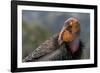 California condor (Gymnogyps californianus). in wild, Baja, Mexico.-Jeff Foott-Framed Photographic Print