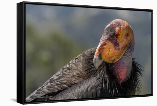 California condor (Gymnogyps californianus). in wild, Baja, Mexico.-Jeff Foott-Framed Stretched Canvas