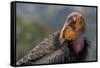 California condor (Gymnogyps californianus). in wild, Baja, Mexico.-Jeff Foott-Framed Stretched Canvas