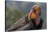 California condor (Gymnogyps californianus). in wild, Baja, Mexico.-Jeff Foott-Stretched Canvas