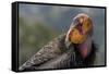 California condor (Gymnogyps californianus). in wild, Baja, Mexico.-Jeff Foott-Framed Stretched Canvas