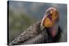 California condor (Gymnogyps californianus). in wild, Baja, Mexico.-Jeff Foott-Stretched Canvas