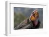 California condor (Gymnogyps californianus). in wild, Baja, Mexico.-Jeff Foott-Framed Photographic Print