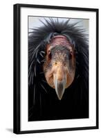 California Condor (Gymnogyps Californianus), Iucn Critically Endangered, Captive-Claudio Contreras-Framed Photographic Print