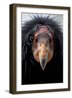 California Condor (Gymnogyps Californianus), Iucn Critically Endangered, Captive-Claudio Contreras-Framed Photographic Print