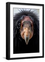 California Condor (Gymnogyps Californianus), Iucn Critically Endangered, Captive-Claudio Contreras-Framed Photographic Print