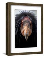 California Condor (Gymnogyps Californianus), Iucn Critically Endangered, Captive-Claudio Contreras-Framed Photographic Print