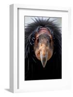 California Condor (Gymnogyps Californianus), Iucn Critically Endangered, Captive-Claudio Contreras-Framed Photographic Print